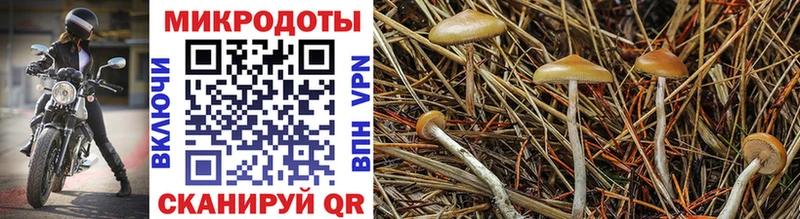 Галлюциногенные грибы мицелий  блэк спрут   Шарыпово 